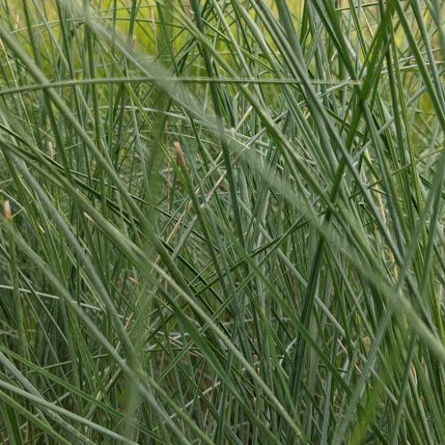 Poa labillardierei 'Glauca'