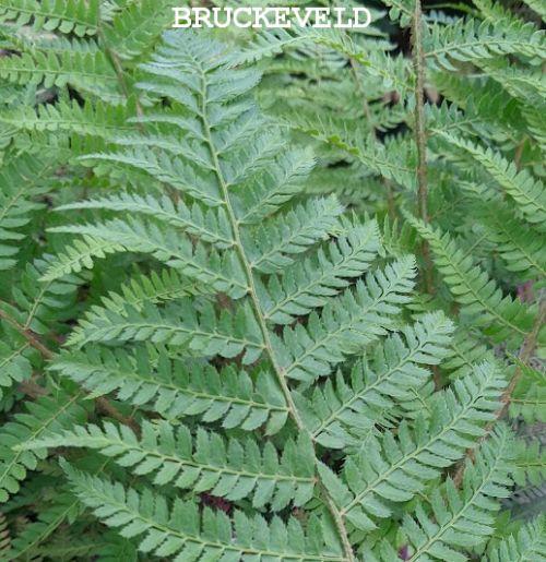 Polystichum braunii