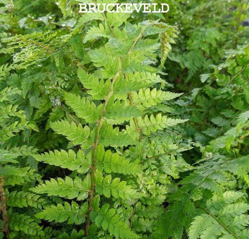 Polystichum set.'Herrenhausen'