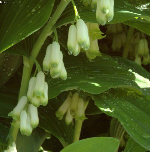 Polygonatum multiflorum