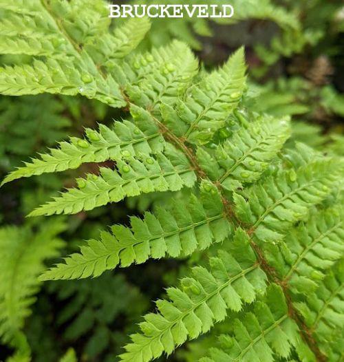 Polystichum setiferum