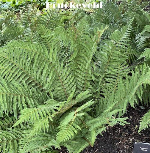 Polystichum setiferum