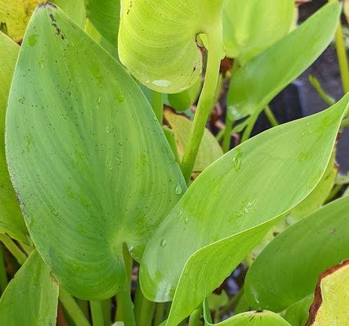Pontederia cordata 'Alba'