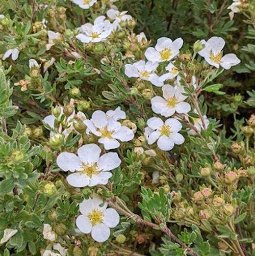 Potentilla fru. 'Abbotswood'