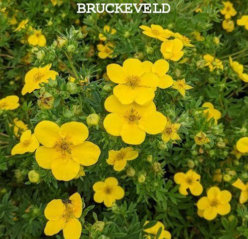 Potentilla fru. 'Goldfinger'