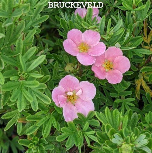 Potentilla fru. 'Lovely Pink'