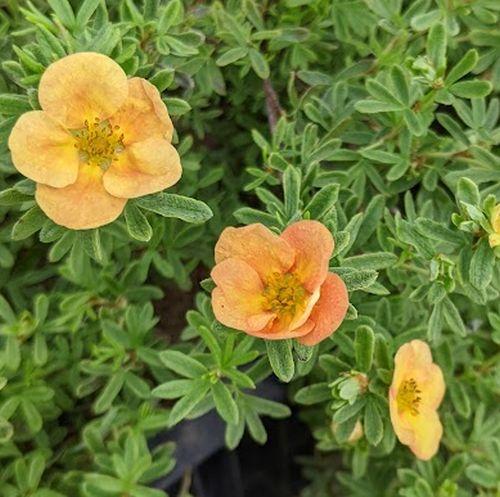 Potentilla fru. 'Marian Red Robin'