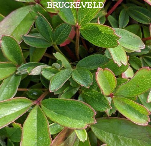 Potentilla tridentata 'Nuuk'