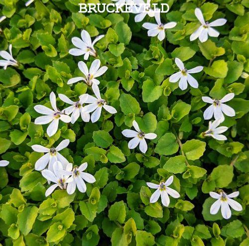 Pratia angulata 'Treadwellii'