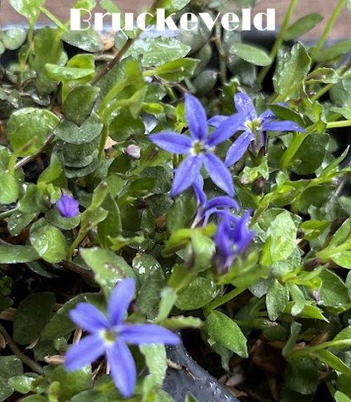 Pratia ped. 'Country Park'