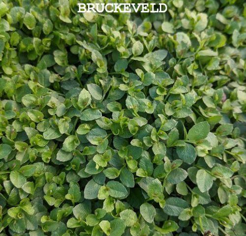 Pratia ped. 'Country Park'