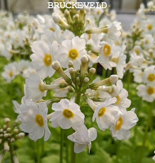 Primula japonica 'Alba'