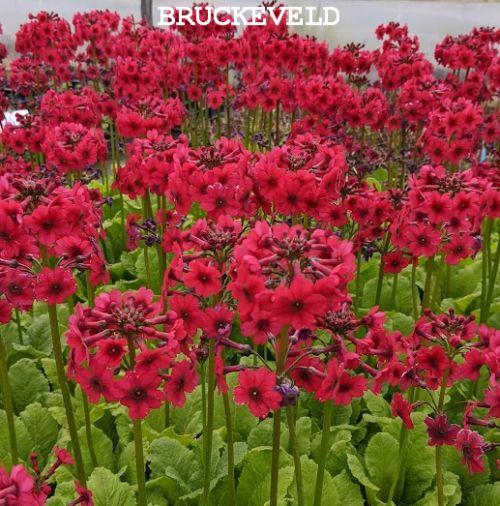 Primula japonica 'Miller's Crimson'