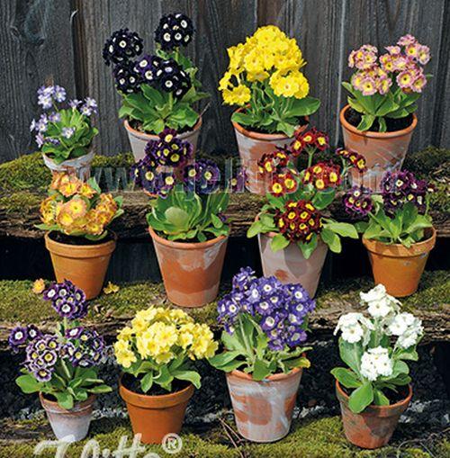 Primula  x pubescens