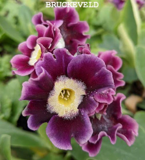 Primula  x pubescens