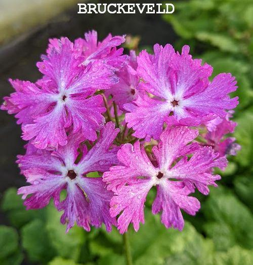 Primula sieboldii