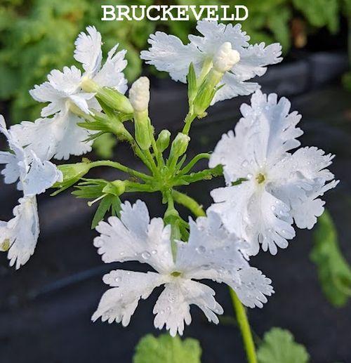 Primula sieboldii 'Snowflakes'