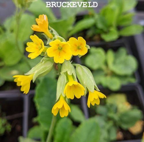 Primula veris
