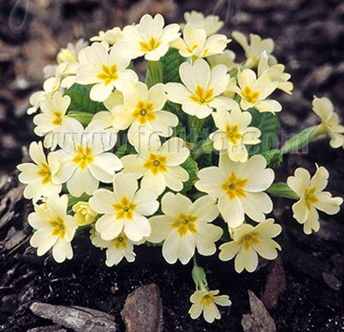 Primula vulgaris