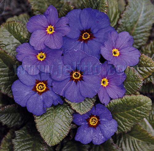 Primula 'Wanda Blue'