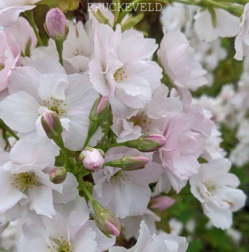 Prunus serrulata 'Amanogawa'