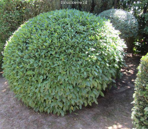 Prunus lus. 'Angustifolia' BOL