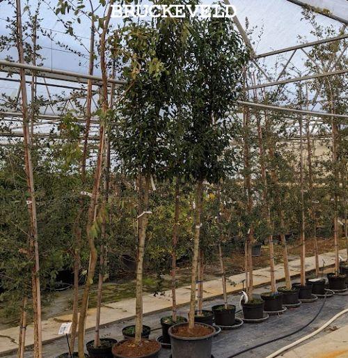 Prunus lus. 'Angustifolia' op stam