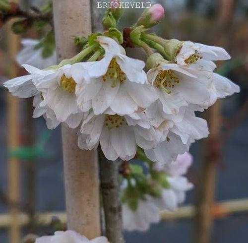 Prunus subh. 'Autumnalis'