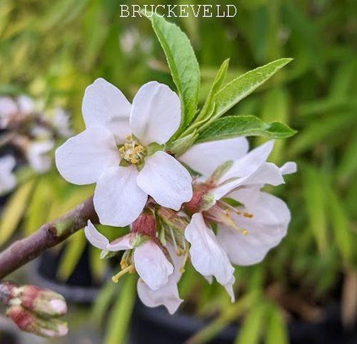 AMANDEL Prunus dulcis