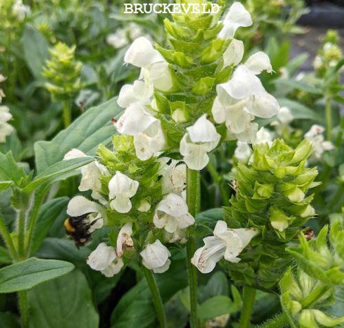 Prunella grandiflora 'Alba'