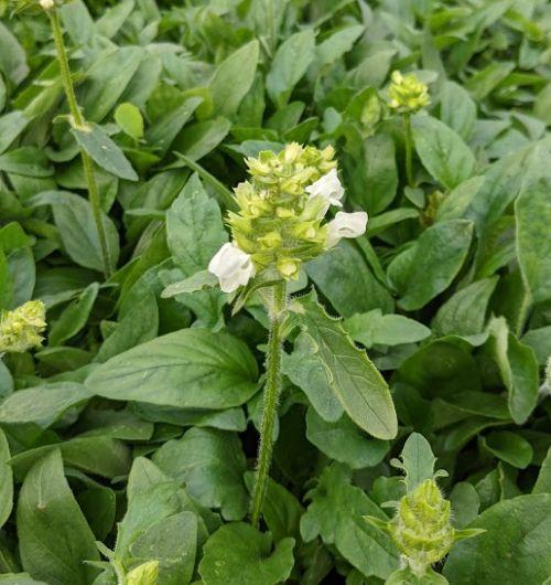 Prunella grandiflora 'Alba'