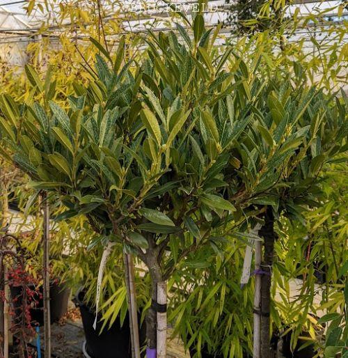 Prunus lau. 'Otto Luycken' halfstam