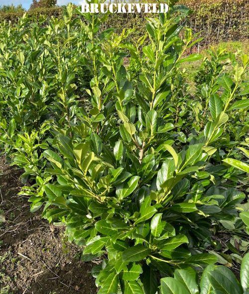 Prunus lau. 'Rotundifolia'