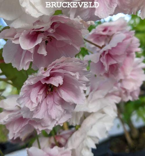 Prunus serrulata 'Shirofugen'