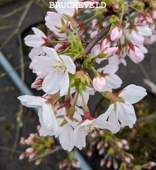 Prunus yedoensis