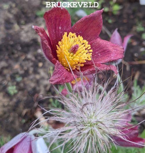 Pulsatilla vulgaris 'Röde Klokke' (Rubra)