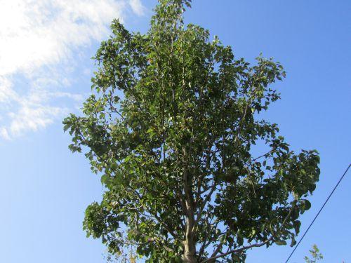Pyrus calleryana 'Chanticleer'