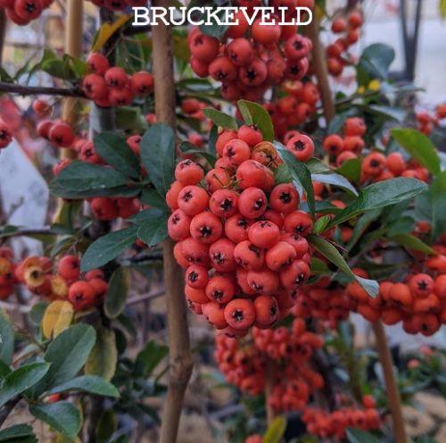 Pyracantha coccinea 'Orange Glow'