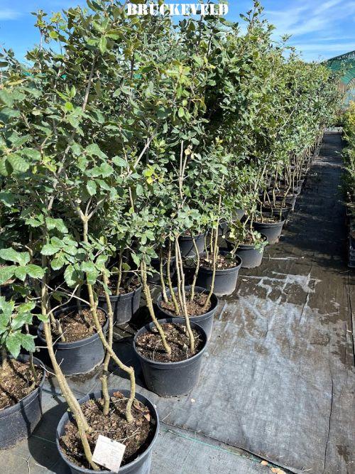 Quercus ilex multistam