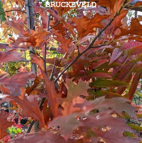 Quercus texana ‘New Madrid’