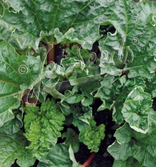 Rheum rhabarbarum 'Glaskins Perpetual'