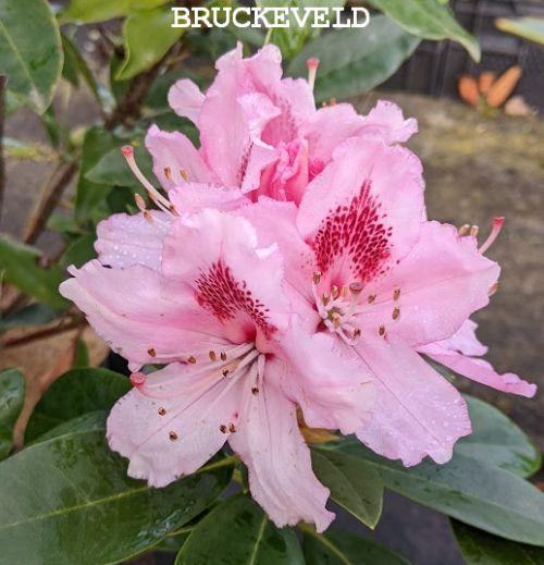 Rhododendron (T) 'Albert Schweitzer'