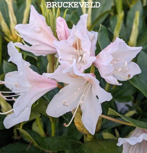 Rhododendron (T) 'Cunningham White'