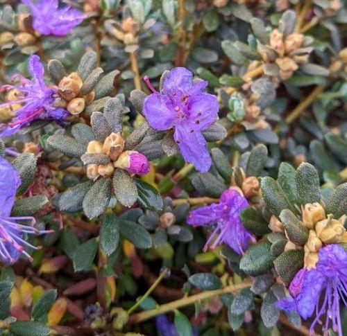Rhododendron impeditum