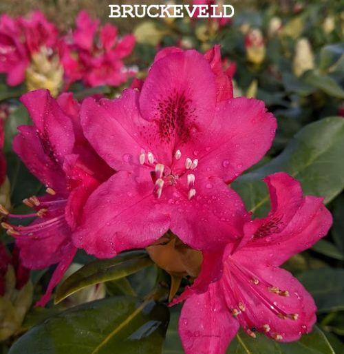 Rhododendron (T) 'Nova Zembla'