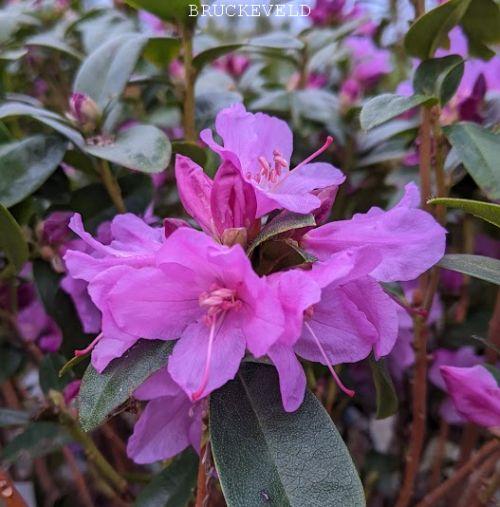 Rhododendron 'Praecox'