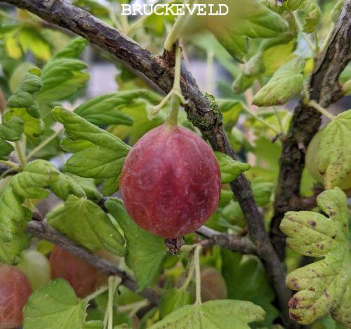 Ribes uva-crispa 'Captivator' RODE STEKELBES