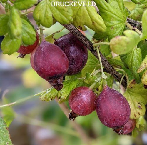 Ribes uva-crispa 'Captivator' RODE STEKELBES