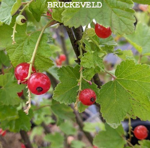 Ribes rubrum 'Jonkheer van Tets'  RODE TROSBES