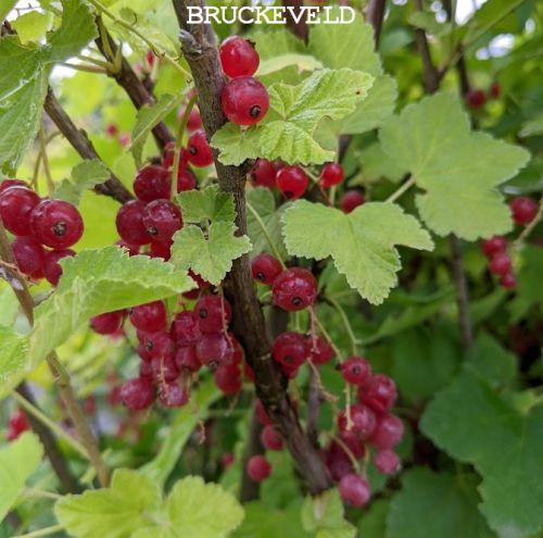 Ribes rubrum 'Jonkheer van Tets'  RODE TROSBES